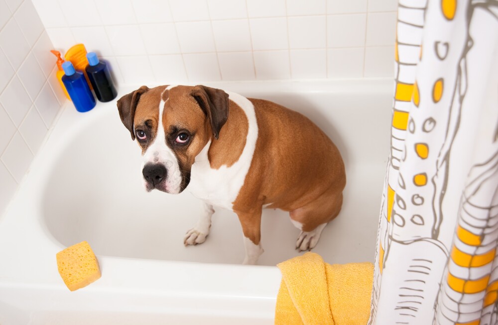 1. Нанесите арахисовую пасту на стену ванной, чтобы отвлечь собаку, пока вы ее моете