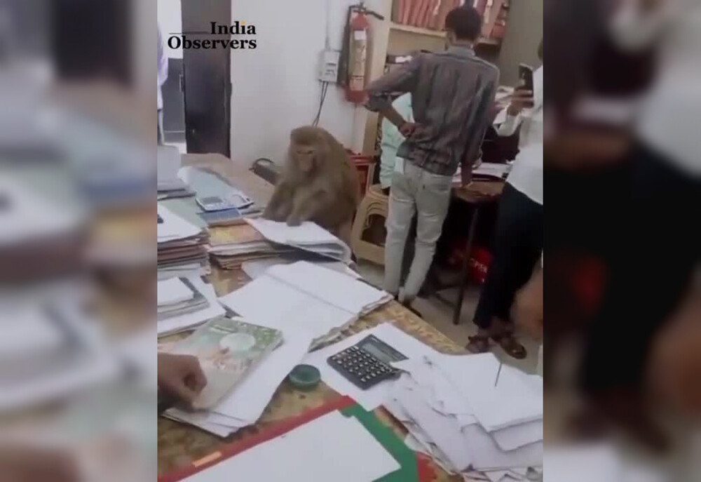 В Индии обезьяна вписалась в рабочий коллектив госучреждения