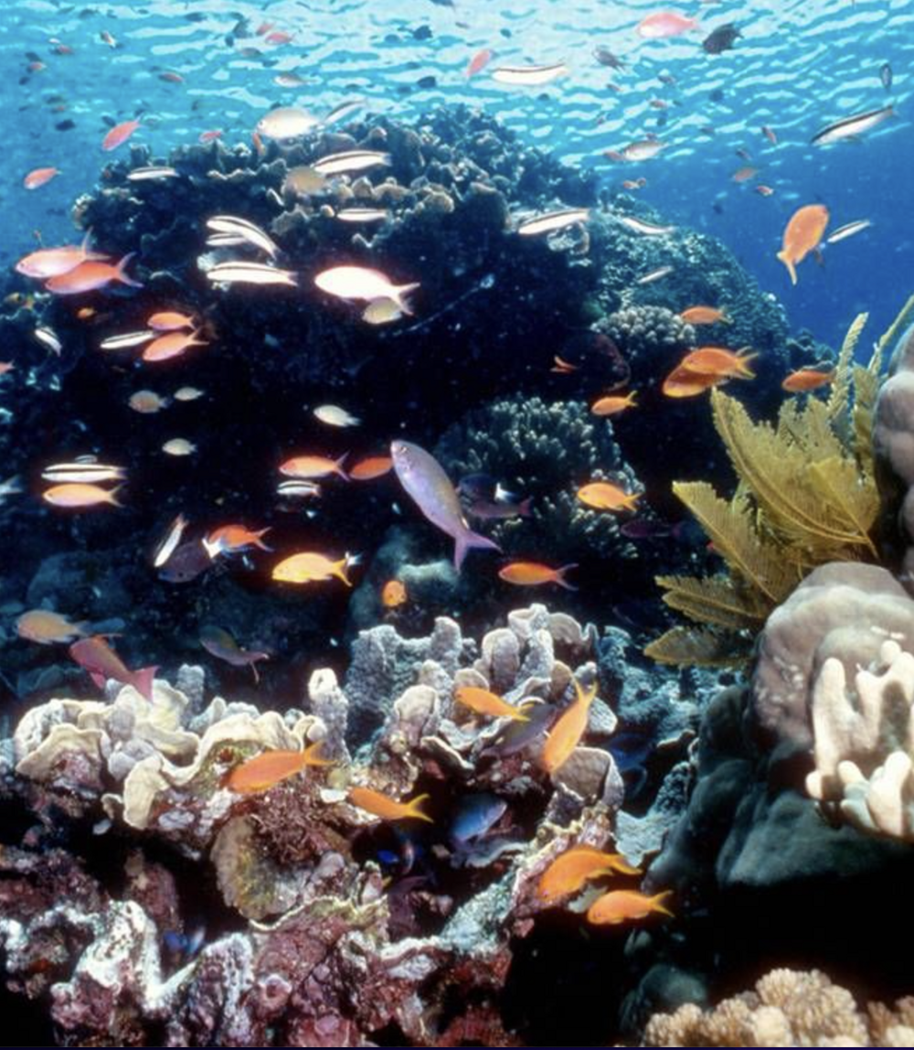 Большой барьерный риф. (AFP - Getty Images)