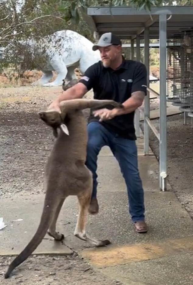 Австралиец вступил в бой с кенгуру, чтобы спасти собаку