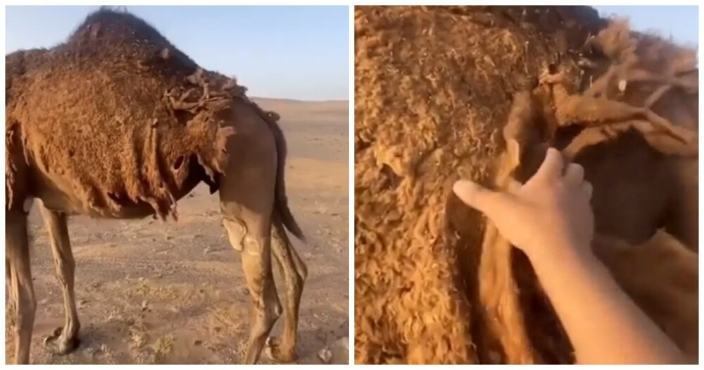Верблюд и сезонная линька