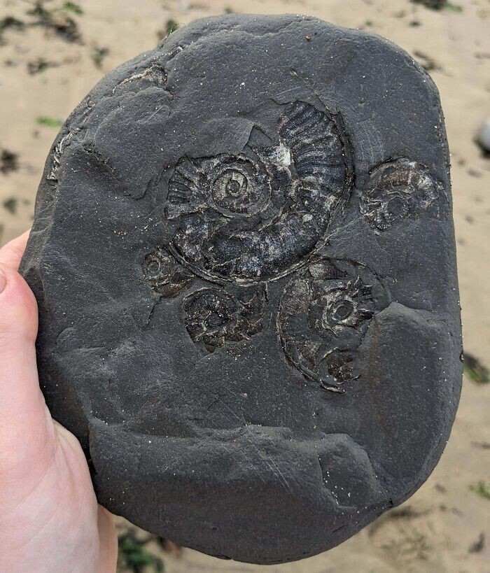 19. «Эта окаменелость найдена на пляже в Северной Англии»