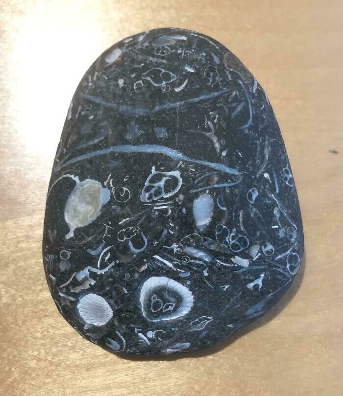 1. «Этот камень, который я нашел на пляже, когда мне было семь лет, полон окаменевших раковин»