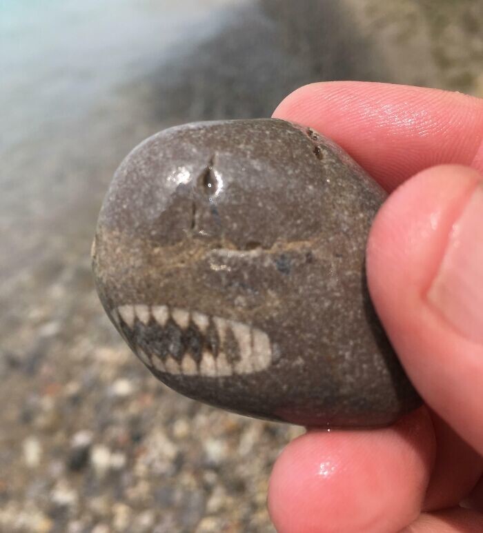 4. «Нашёл камень, похожий на акулу»
