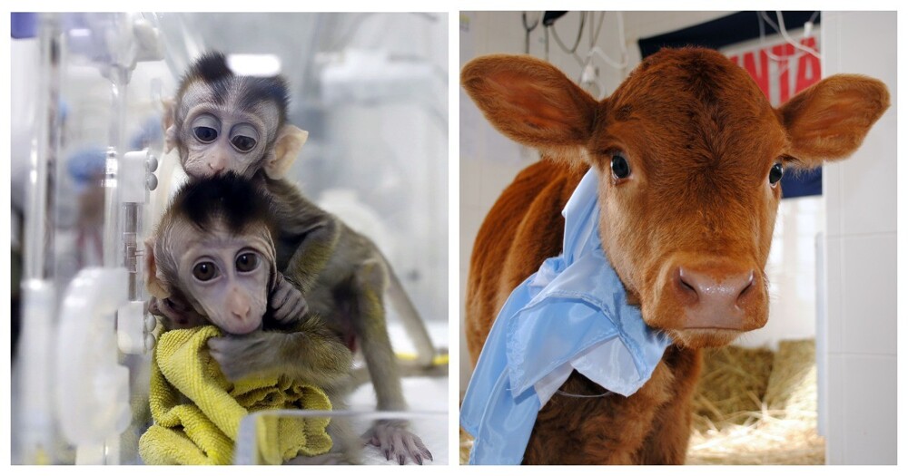 10 животных, которых успешно клонировали