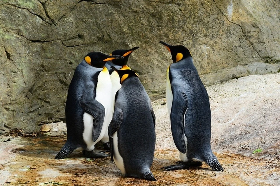 В крымском зоопарке появятся пингвины из Южной Африки