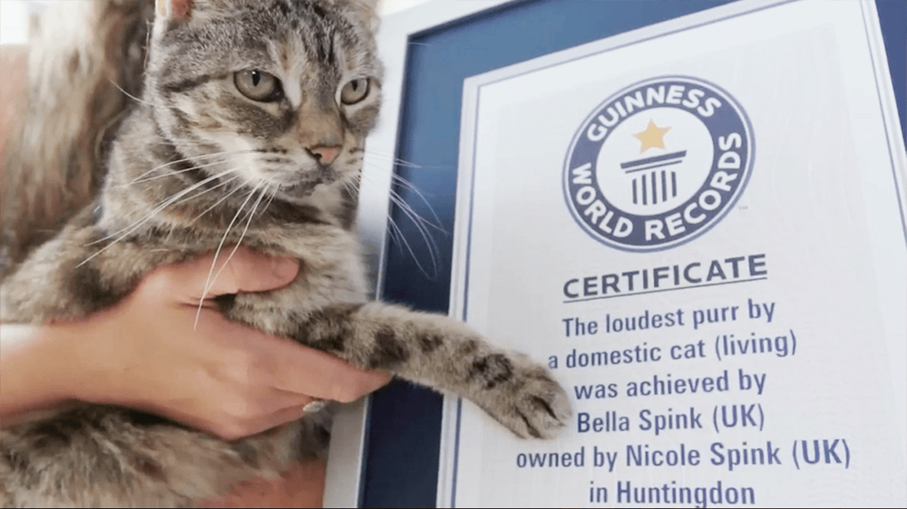 В Англии кошка намурлыкала на рекорд