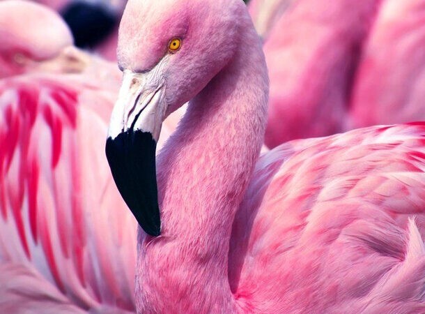 18. Фламинго рождаются не розовыми