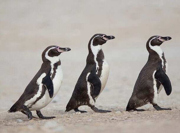 8. Пингвины стреляют какашками
