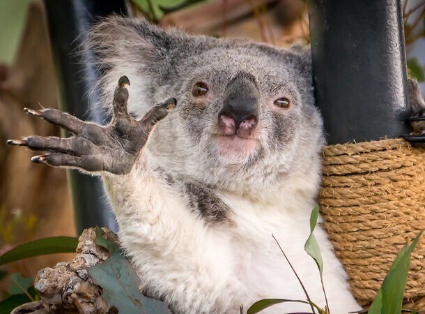 9. Отпечатки пальцев коалы похожи на наши