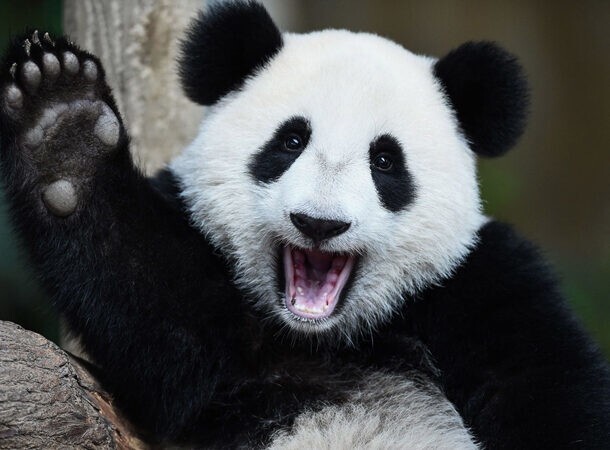 10. Все панды мира принадлежат Китаю