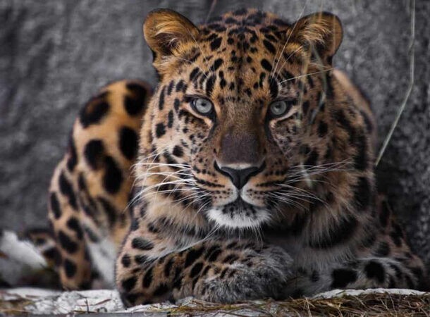 15. Амурские леопарды находятся на грани полного исчезновения