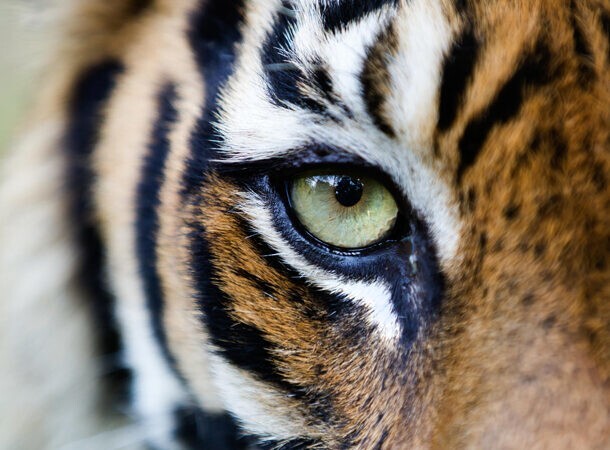 17. У тигров самые яркие глаза среди всех животных