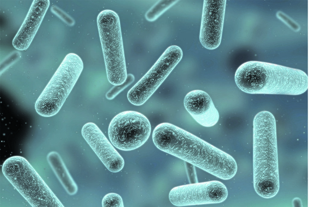 3 вида бактерий, без которых не может существовать человек