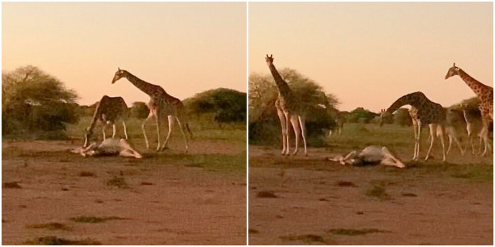 Трогательный момент: жирафы прощаются с умершим сородичем