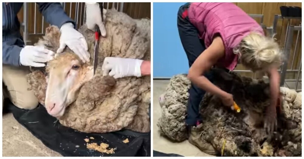 Добрые люди помогли овце избавиться от огромного кома ненужной шерсти
