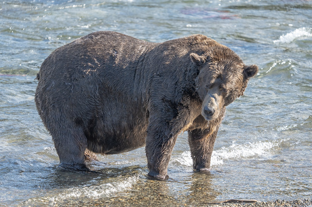 Самого толстого медведя выбрали на Аляске — победила многодетная мать