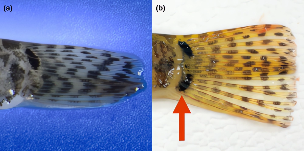 Обыкновенная щиповка: маленькая рыбка устроила генетический хаос