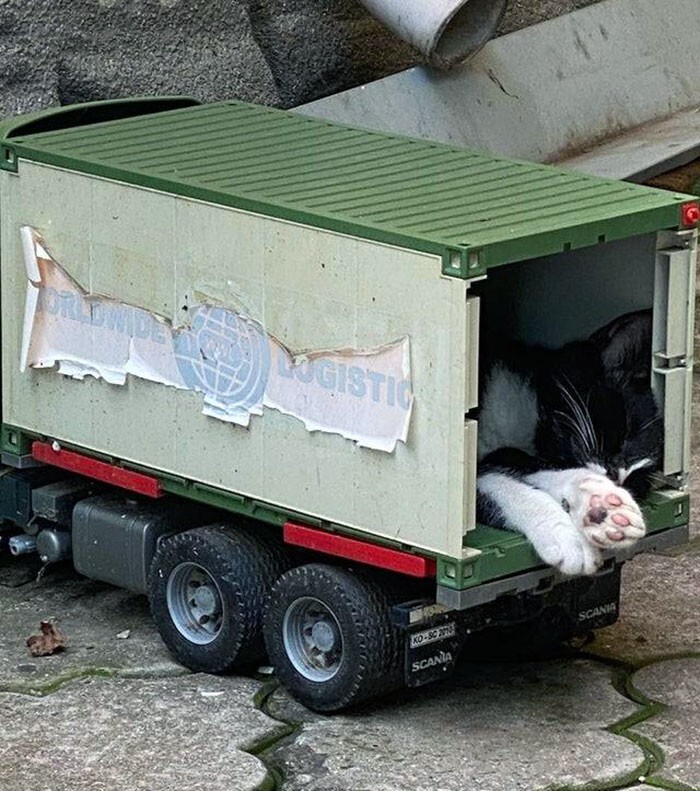 11. Котенок спит в игрушечном грузовике