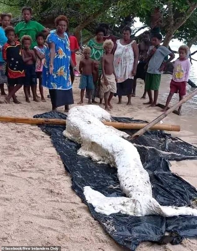 В Папуа-Новой Гвинее на берег выбросило «глобстера-русалку»