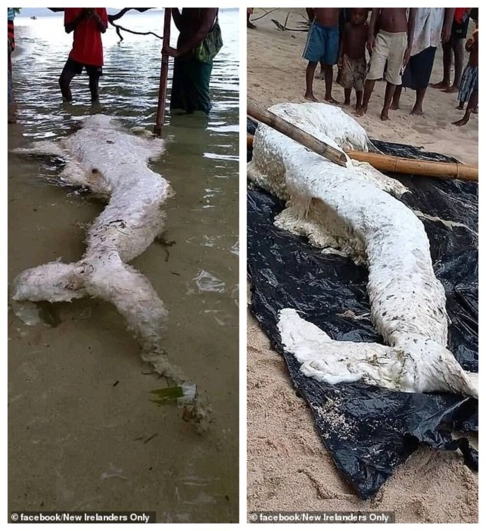 В Папуа-Новой Гвинее на берег выбросило «глобстера-русалку»
