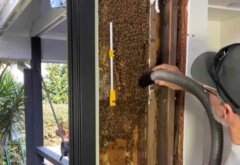 Австралиец удалил из жилого дома улей с большим количеством пчёл