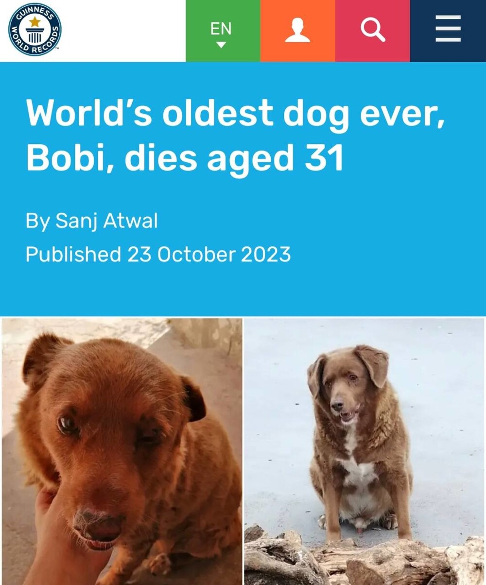 Умер Боби - самый старый пёс в мире, ему был 31 год и 165 дней