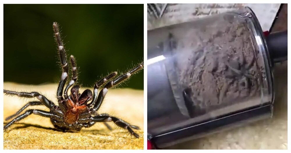 Австралийка обнаружила гигантского паука в пылесосе