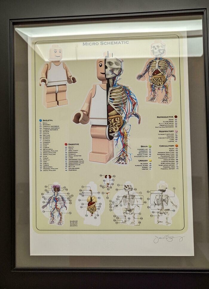 14. «LEGO-схема строения человеческого тела в кабинете моего врача. Очень детальная»