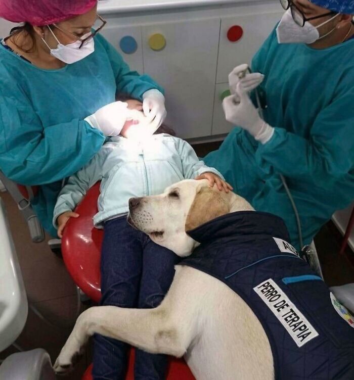 1. Собака-ассистент для оказания эмоциональной поддержки успокаивает детей у зубного врача