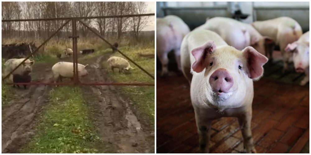 "Можно пустить на тушёнку": в подмосковной деревне Шатово бездомные свиньи завоняли чужие угодья