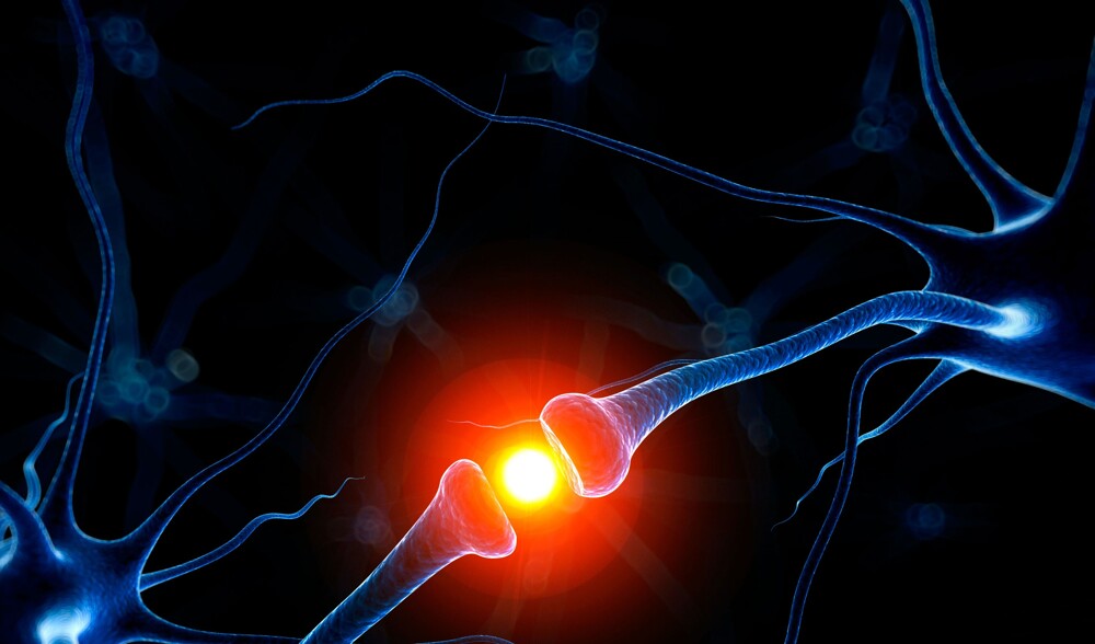 3. Нервные импульсы, посылаемые мозгом, движутся со скоростью 274 км/ч
