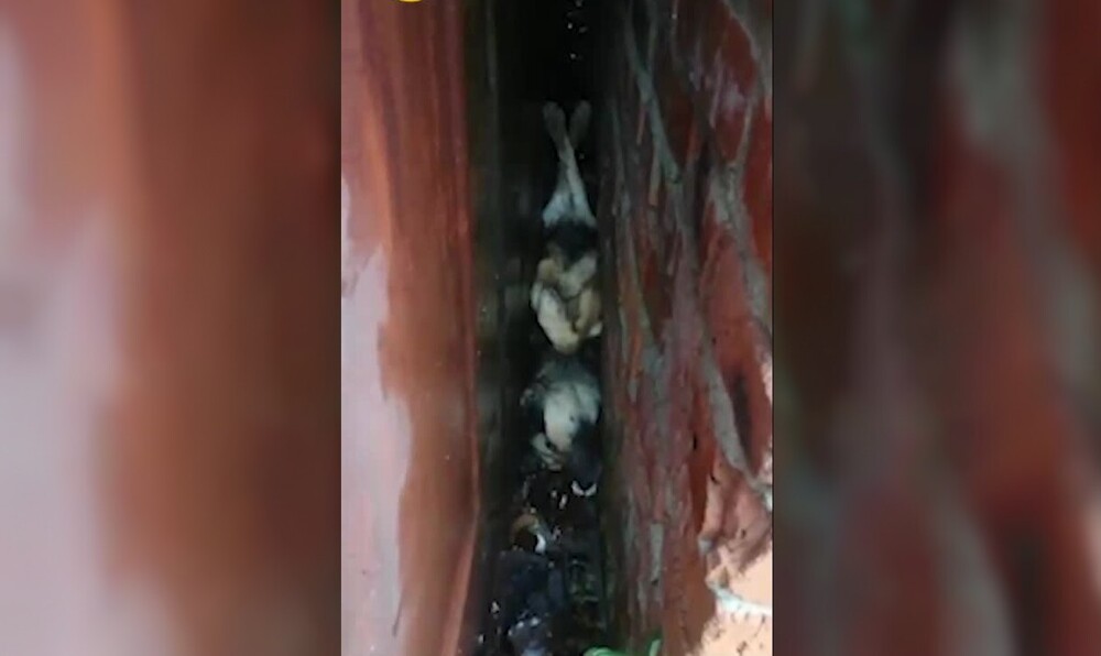 Спасатели достали собаку, застрявшую вверх лапами между стен гаражей