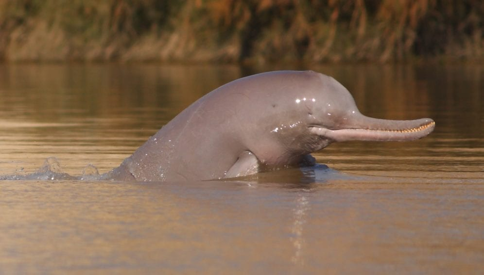 Индский дельфин: слепые киты грязных рек Пакистана