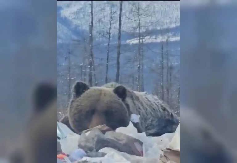 В Якутии упитанный медведь захватил местную свалку