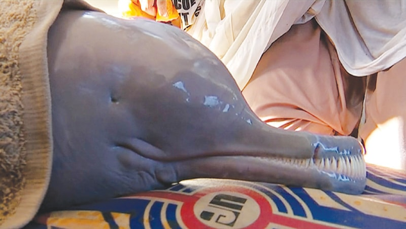 Индский дельфин: слепые киты грязных рек Пакистана
