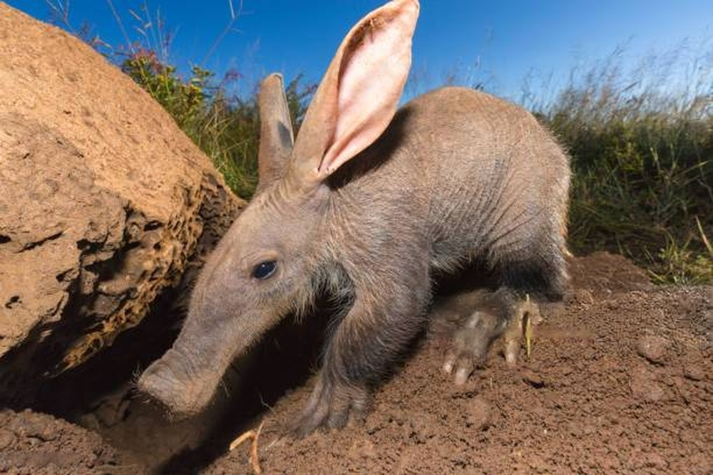 Трубкозуб: забавный зверёк, благодаря которому многие животные в Африке имеют крышу над головой