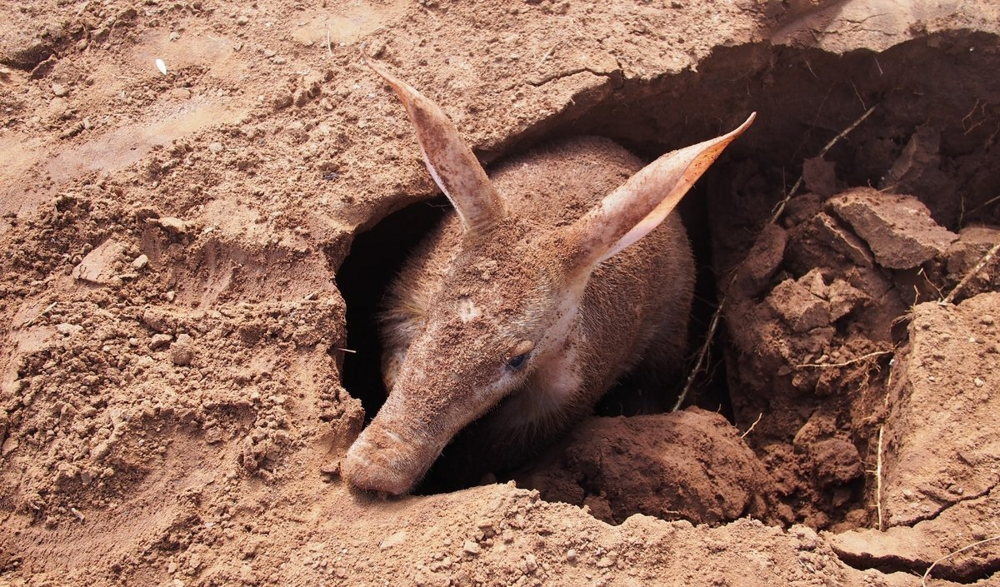 Трубкозуб: забавный зверёк, благодаря которому многие животные в Африке имеют крышу над головой