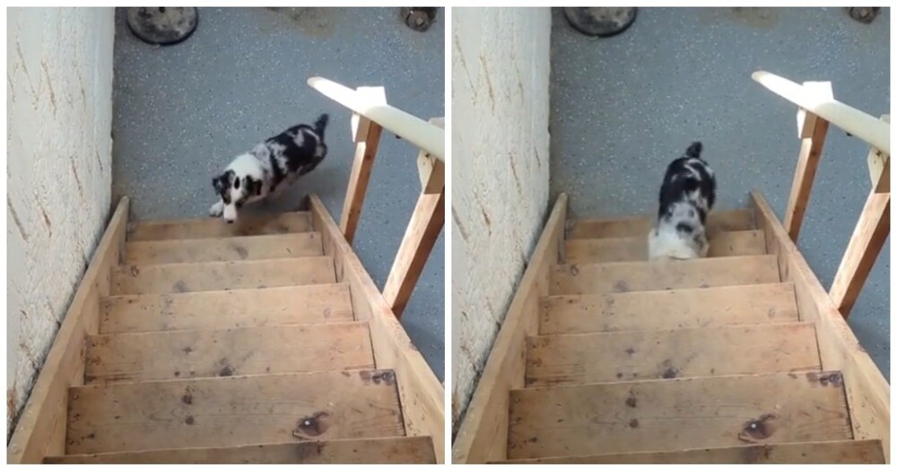 Ваш пёс сломался: забавное поведение питомца на лестнице