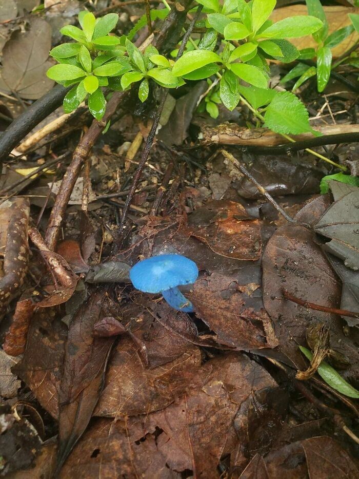 2. «Набрел в лесу на голубой гриб»