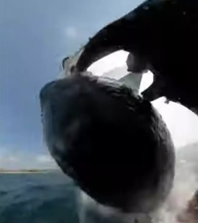 Сёрфер показал, как кит снёс его с доски
