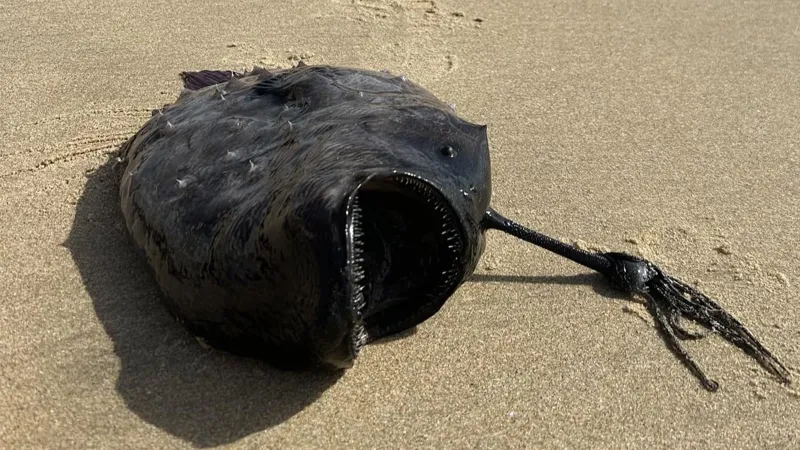 Редкую тихоокеанскую футбольную рыбу выбросило на пляж Калифорнии