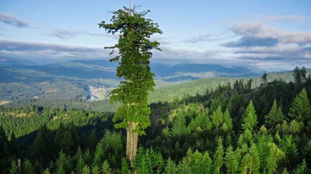 4. Гиперион - крупнейшее дерево секвойи в национальном парке "Редвуд", США