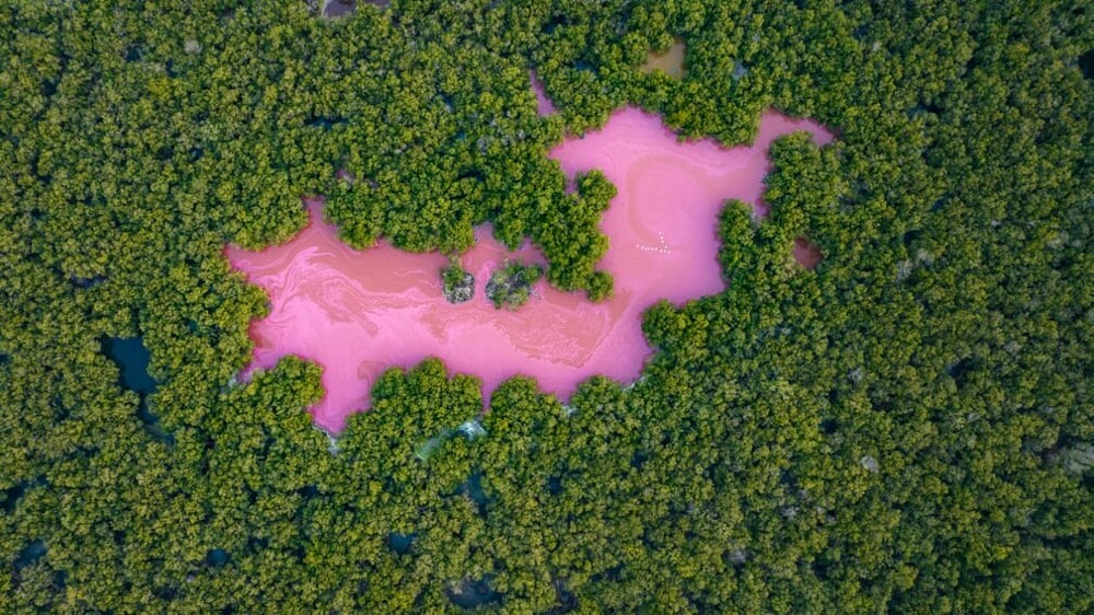 2. Призёр в категории "Мангровые леса и пейзаж": "Розовая мангровая лагуна", Фелипе Сантандер, Колумбия