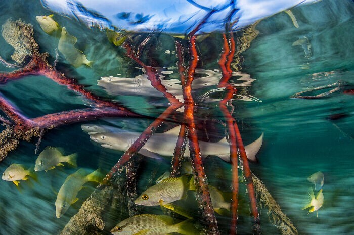 21. "Мангровые леса и подводный мир", высокая оценка: "Ясли для акулят", Шейн Гросс, Багамские острова
