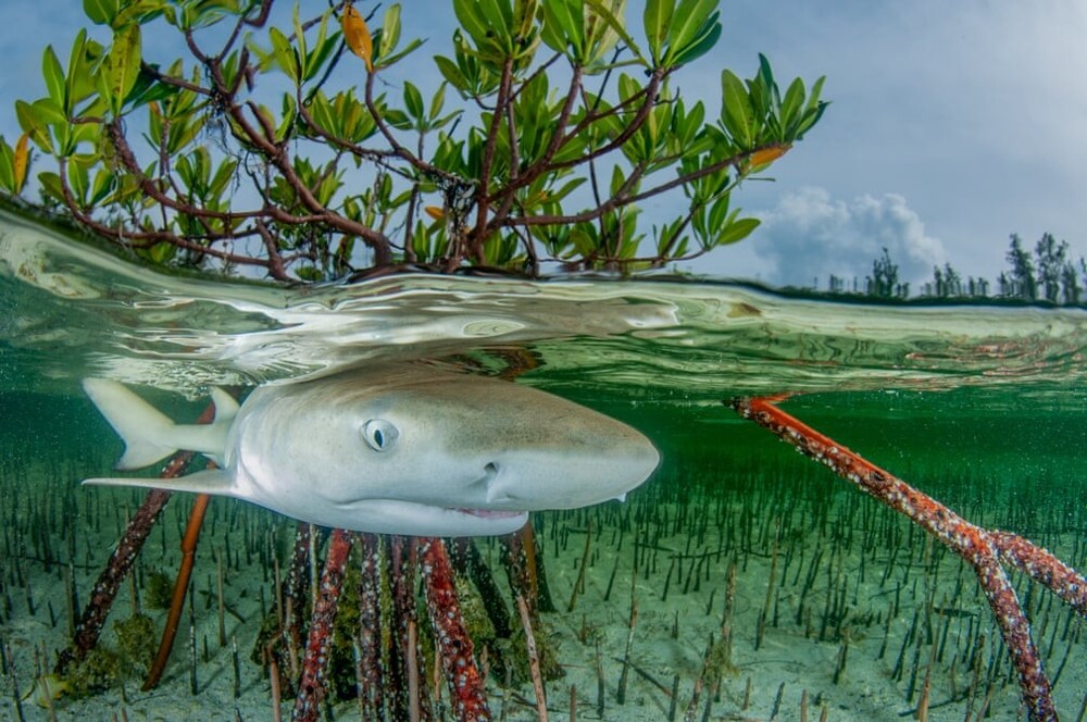 5. Победитель в категории "Мангровые леса и подводная жизнь": "Жизнь лимонной акулы", Анита Кайнрат, Багамские острова