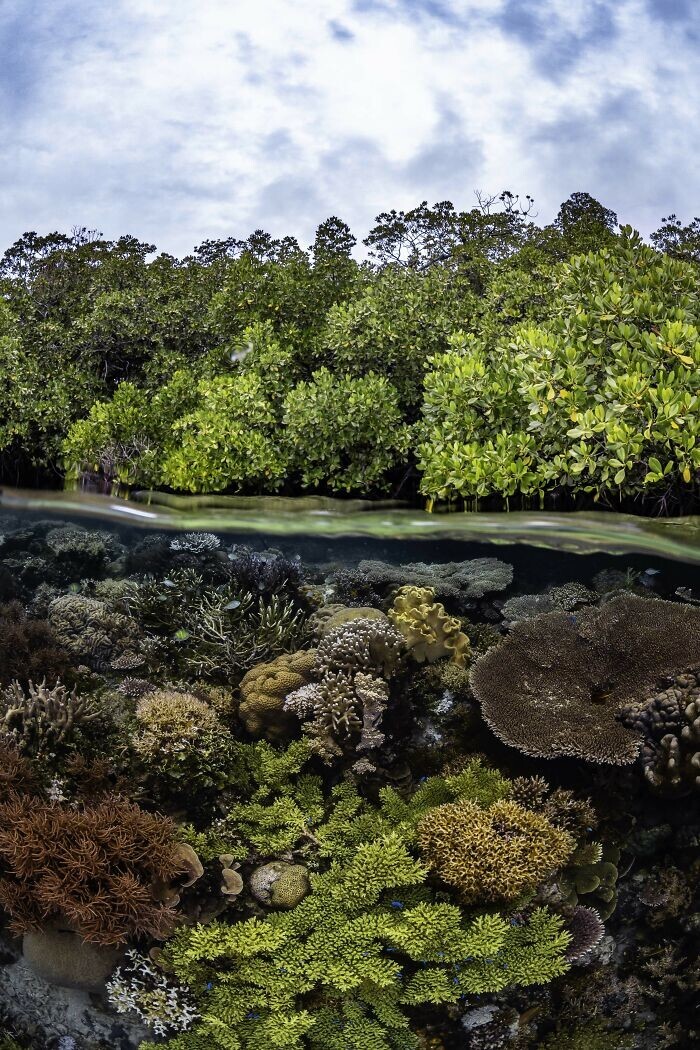 20. Призёр в категории "Мангровые леса и подводный мир": "Лес встречается с рифом", Брук Пайк, Индонезия