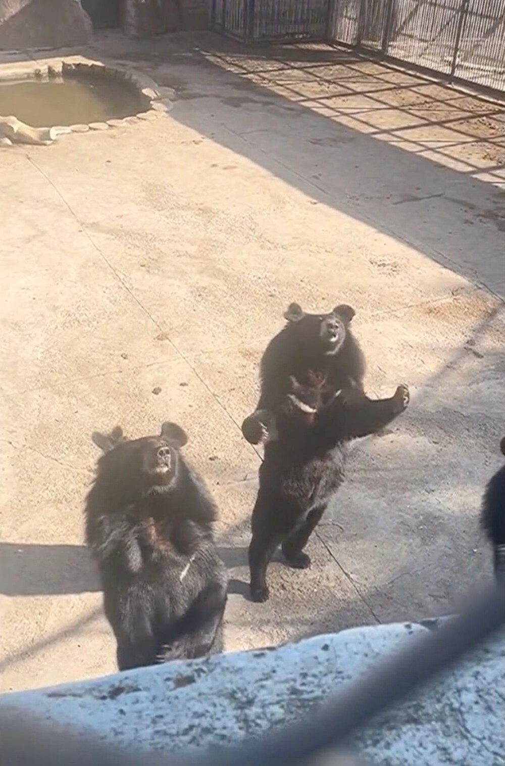 Медведь из китайского зоопарка словил минуту славы