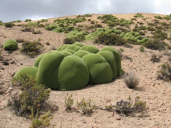13. Странное растение ярета. Растет в Чили, в одной из самых засушливых пустынь мира