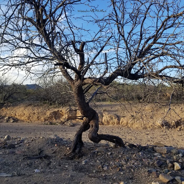 9. Гуляющее дерево в пустыне Сонора